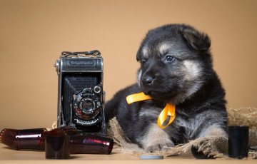 Картинка животные собаки фотоаппарат ретро бантик овчарка пленка щенок