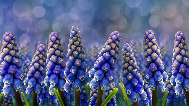 Обои картинки фото цветы, grape, hyacinths, muscari, природа