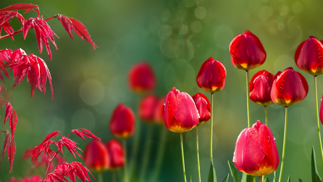 Обои картинки фото цветы, тюльпаны, acer, tulips, природа