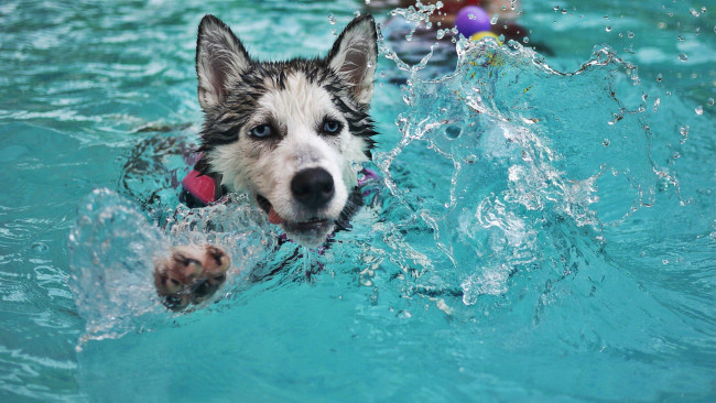 Обои картинки фото животные, собаки, собака, купание
