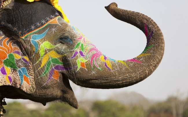 Обои картинки фото животные, слоны, travel, my, planet, украшения, традиции, холи, индия, отдых, мелки, разноцветные, толстокожий, слон, джайпур, фестиваль, красок, весенний