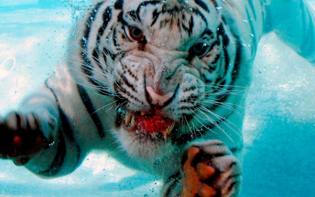 Обои картинки фото животные, тигры, тигр, хищник, ныряние