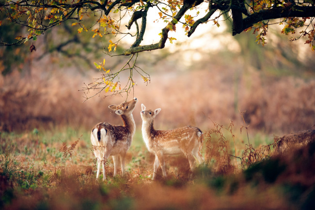 Обои картинки фото животные, олени, осень, ноябрь, лес, дубовое, дерево, маленькие
