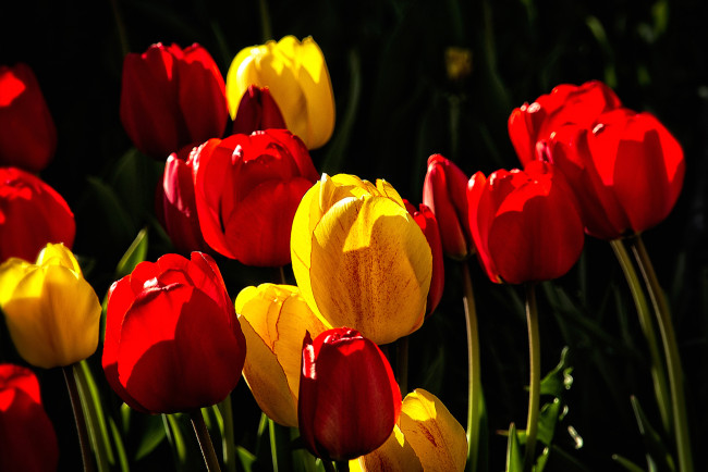 Обои картинки фото цветы, тюльпаны, лепестки, листья, свет, краски, природа