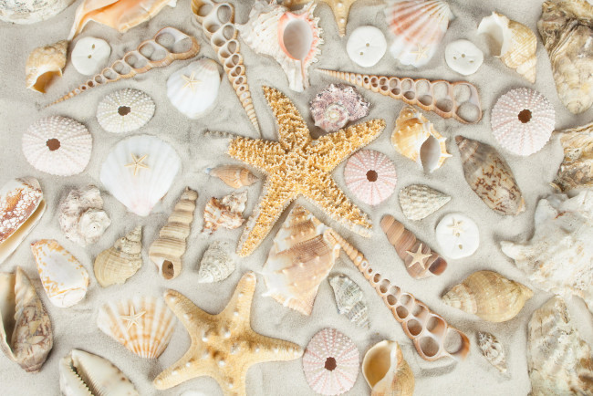 Обои картинки фото разное, ракушки,  кораллы,  декоративные и spa-камни, много, морская, звезда