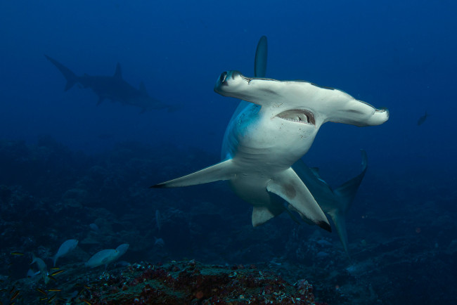 Обои картинки фото shark, животные, акулы, акула, хищник, море, рыбы