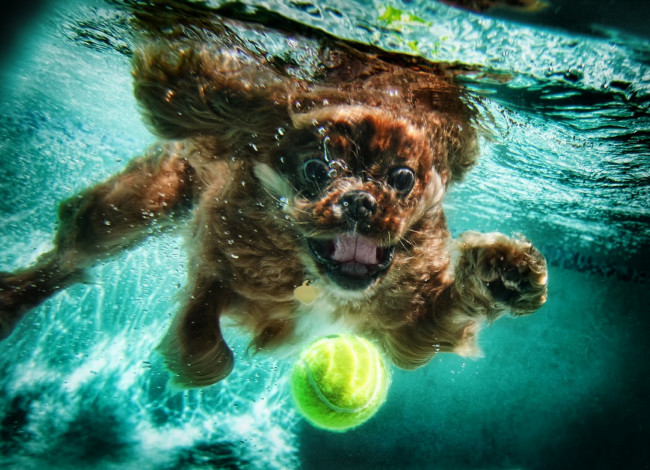 Обои картинки фото животные, собаки, щенок, ныряние, купание