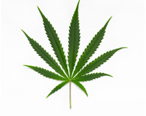 Картинка природа листья фон аромат листик растение конопля cannabis