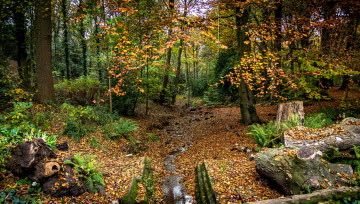 Картинка природа лес листва ручей