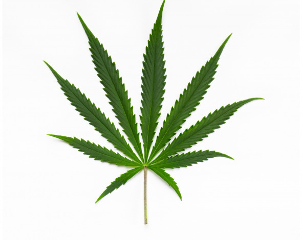 Обои картинки фото природа, листья, фон, аромат, листик, растение, конопля, cannabis