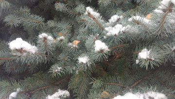 Картинка природа макро снег ёлка