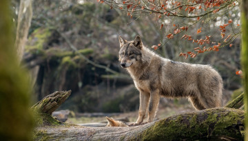 Картинка животные волки +койоты +шакалы ветка мох бревна серый волк