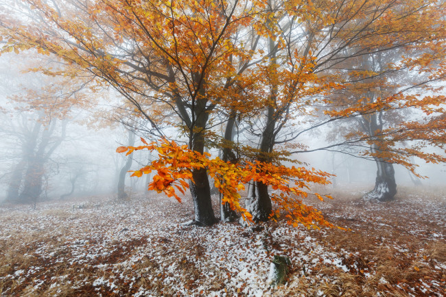 Обои картинки фото природа, деревья, листва, зима, снег, осень, лес