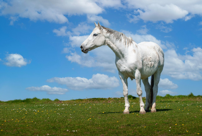Обои картинки фото животные, лошади, лошадь, белая, лужайка