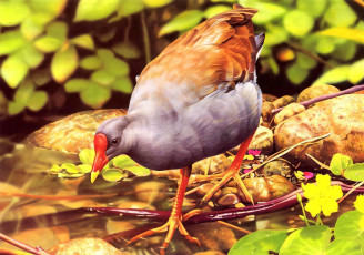 Картинка 295467 рисованное животные +птицы птичка