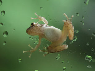 Картинка животные лягушки