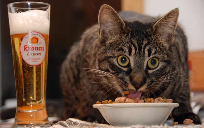 Обои картинки фото good, beer, food, wheres, the, women, животные, коты