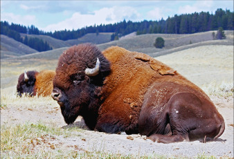 Картинка американский бизон животные зубры бизоны большой отдых мощный
