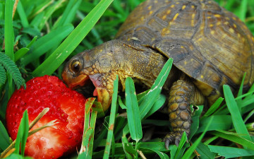 Картинка животные Черепахи черепаха травка трава клубника