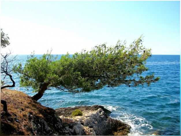 Обои картинки фото природа, деревья, побережье, дерево, вода, море