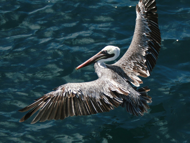 Обои картинки фото животные, пеликаны, полет, крылья, вода, пеликан