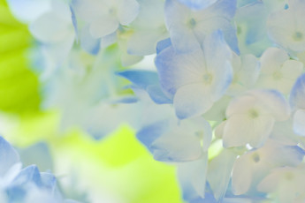 Картинка цветы гортензия нежность голубой