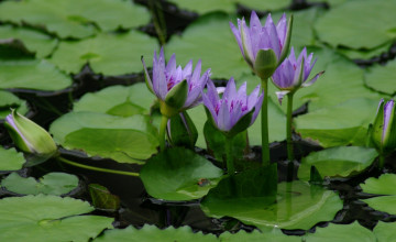 Картинка цветы лилии водяные нимфеи кувшинки вода фиолетовый листья