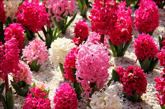 Обои картинки фото цветы, гиацинты, белый, много, розовый