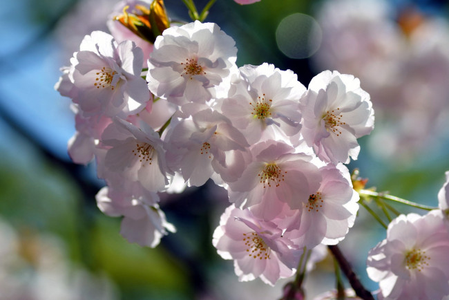 Обои картинки фото цветы, сакура, вишня, ветка, бледно-розовый