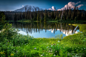 Картинка природа реки озера цветы лес озеро лето рейнир стратовулкан гора вашингтон штат сша