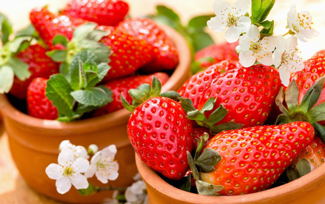Обои картинки фото еда, клубника,  земляника, красные, ягоды, спелая, fresh, berries, strawberry, весна