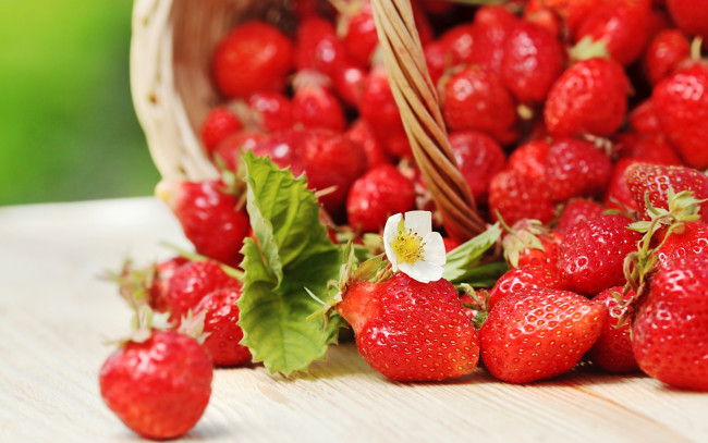 Обои картинки фото еда, клубника,  земляника, спелая, strawberry, весна, fresh, berries, корзинка, красные, ягоды