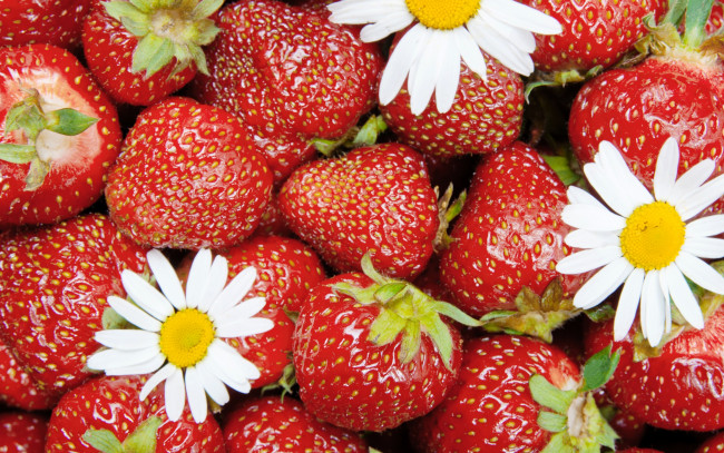 Обои картинки фото еда, клубника,  земляника, strawberry, весна, berries, спелая, ягоды, красные, цветы, fresh