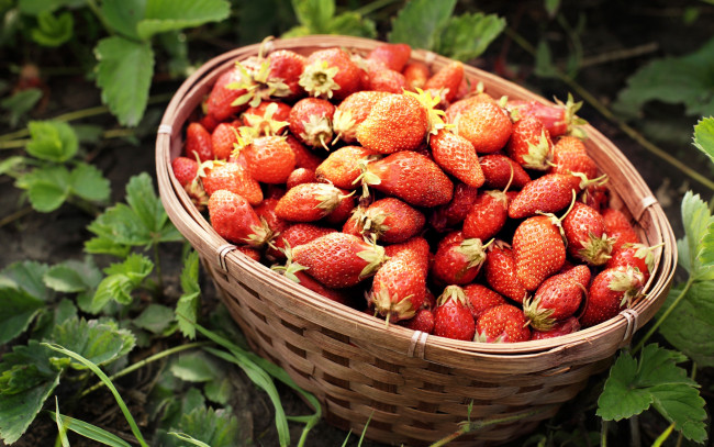 Обои картинки фото еда, клубника,  земляника, весна, трава, корзина, berries, fresh, strawberry, красные, спелая, ягоды