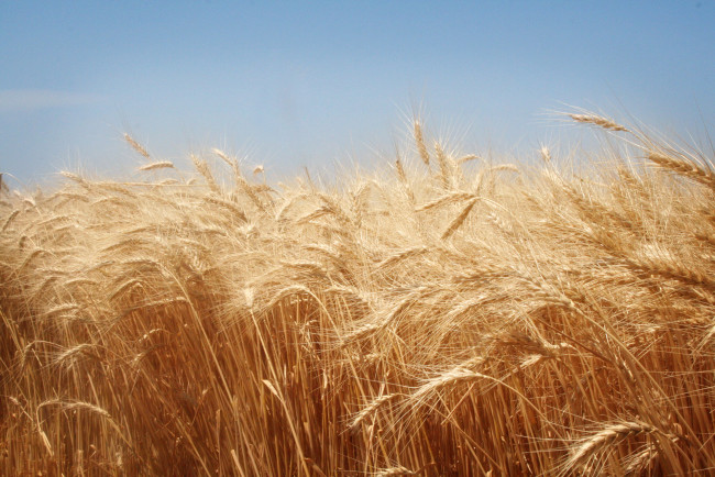 Обои картинки фото природа, поля, пшеница, поле, колосья, урожай