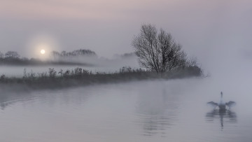 Картинка природа реки озера ночь лебедь туман озеро