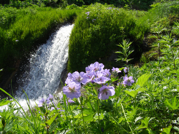 Обои картинки фото водопад, природа, водопады, трава, цветы, камчатка