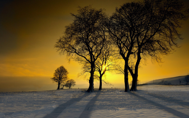Обои картинки фото природа, восходы, закаты, морозный, деревья, снег, зима, закат