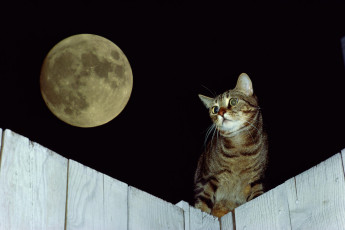 обоя животные, коты, кот, луна, забор