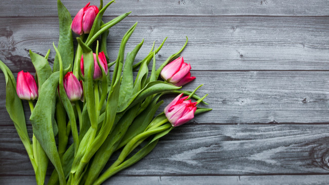 Обои картинки фото цветы, тюльпаны, розовые, бутоны