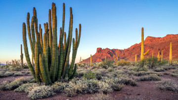 обоя organ pipe cactus national monument, arizona, природа, горы, organ, pipe, cactus, national, monument
