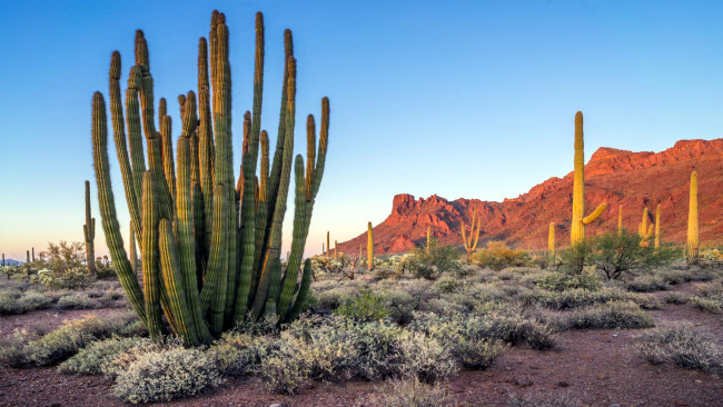 Обои картинки фото organ pipe cactus national monument, arizona, природа, горы, organ, pipe, cactus, national, monument