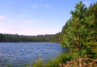 Картинка природа реки озера вода сосна лес