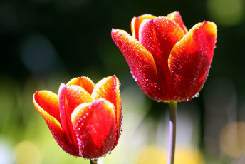 Картинка цветы тюльпаны красный капли