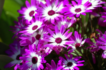 Картинка цветы цинерария пестрый яркий