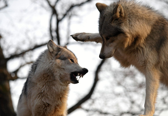 Обои картинки фото животные, волки, хищники, пасть, лапа, общение