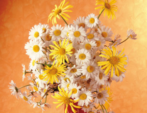Картинка цветы ромашки букет