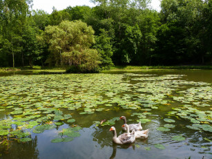 Картинка бельгия брен ле шато животные гуси парк пруд утки деревья