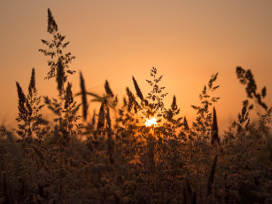 Картинка природа восходы закаты травинки закат луг
