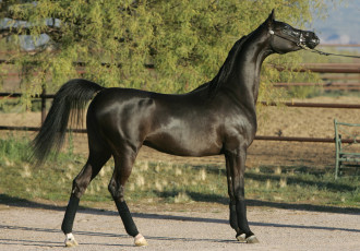 Картинка животные лошади красавец вороной арабский скакун